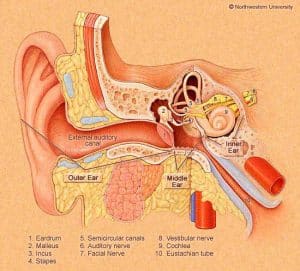 otoliths